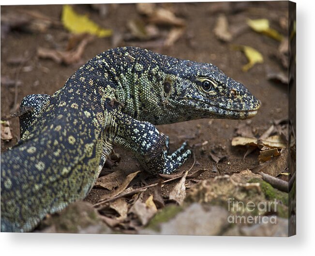 Festblues Acrylic Print featuring the photograph I am Watching You... by Nina Stavlund