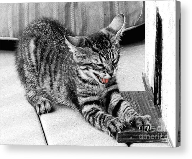 Kitten Acrylic Print featuring the photograph I Don't Wanna by Sharon Woerner