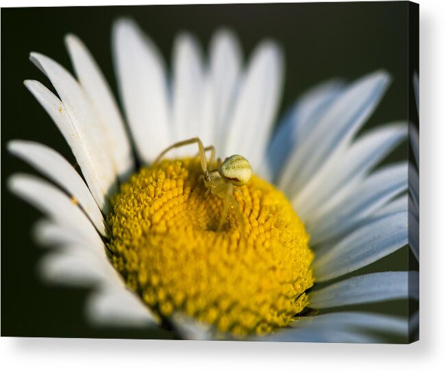 Macro Acrylic Print featuring the photograph I Have My Eyes on You by Dan Hefle