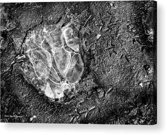 Ice Photograph Acrylic Print featuring the photograph Ice Graffiti by Lucy VanSwearingen