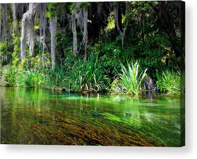 Ichetucknee Acrylic Print featuring the photograph Ichetucknee Springs 1A by Sheri McLeroy