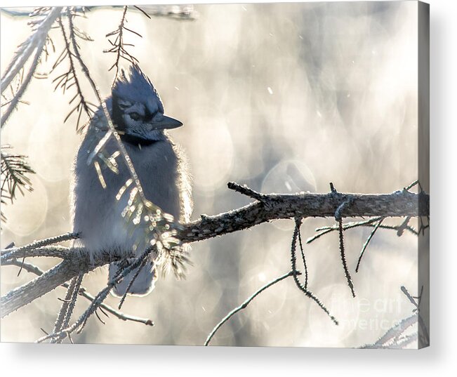 Bokeh Acrylic Print featuring the photograph Icy Jay by Cheryl Baxter