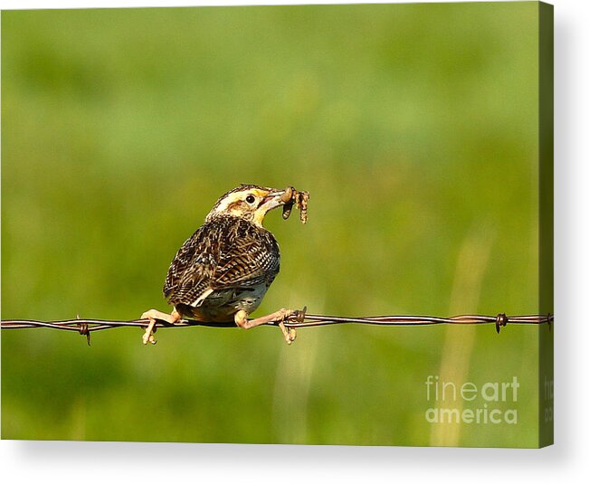 Nature Acrylic Print featuring the photograph I'm not letting go by Steven Reed
