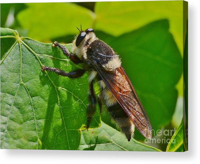 Insect Acrylic Print featuring the photograph I'm Not What It Seems by Kathy Baccari