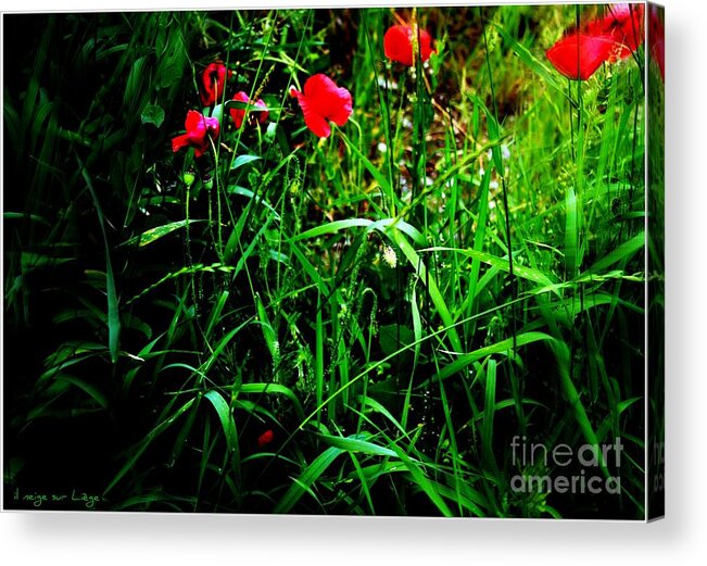 Poppies Acrylic Print featuring the photograph In Flanders Fields by Mariana Costa Weldon