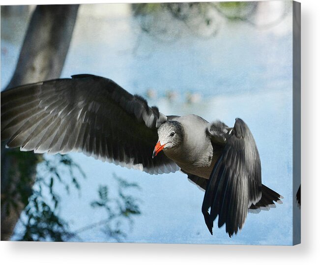 Heerman Gull Acrylic Print featuring the photograph In My Direction by Fraida Gutovich