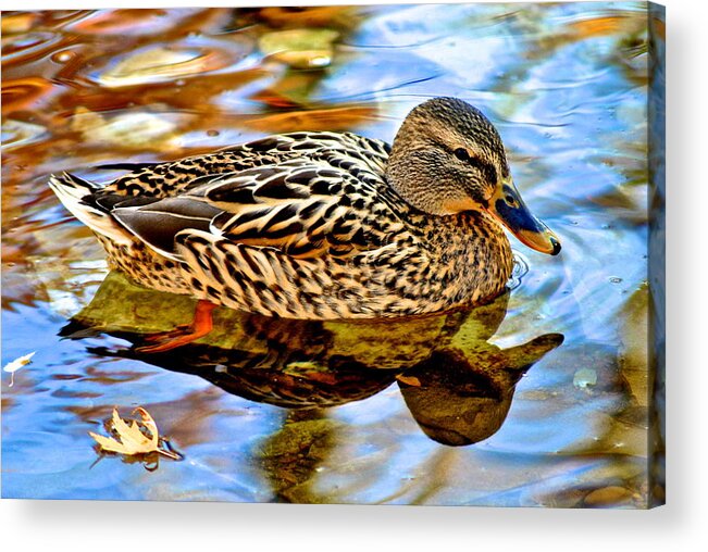 Wildlife Acrylic Print featuring the photograph In the Shallows by Frozen in Time Fine Art Photography