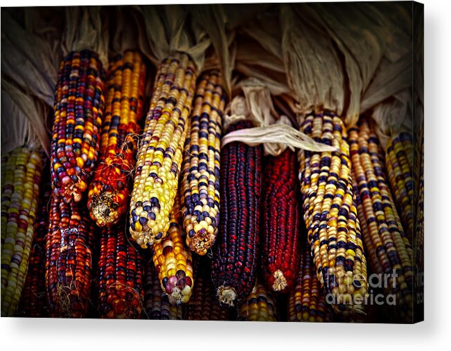 Corn Acrylic Print featuring the photograph Indian corn by Elena Elisseeva