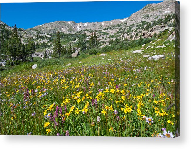 Wildflower Acrylic Print featuring the photograph Indian Peaks Wildflower Meadow by Cascade Colors