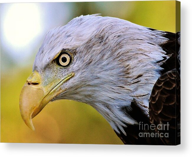 Eagle Acrylic Print featuring the photograph Intense by Kathy Baccari
