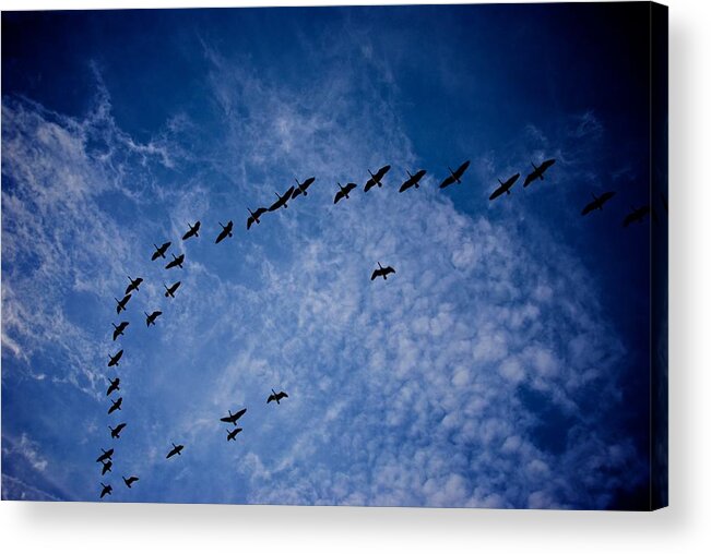 Blue Acrylic Print featuring the photograph Into The Blue by Eric Tressler