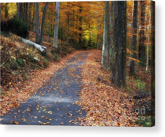 Autumn Acrylic Print featuring the photograph Into The Woods by Geoff Crego