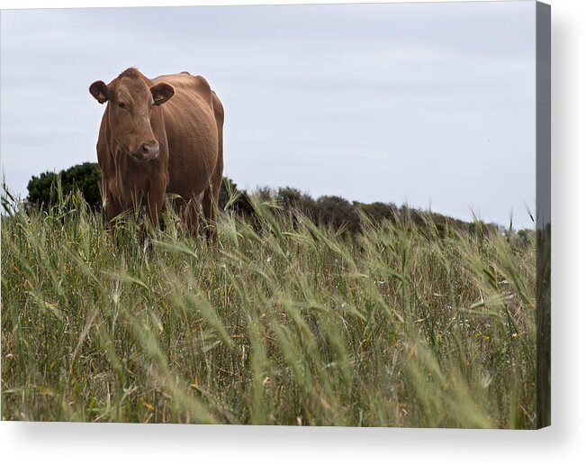 Blue Acrylic Print featuring the photograph Island nature - A menorquin red cow in middle of son bou fodder by Pedro Cardona Llambias