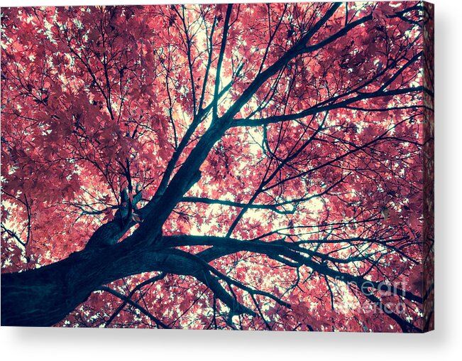 Autumn Acrylic Print featuring the photograph Japanese Maple - Vintage by Hannes Cmarits