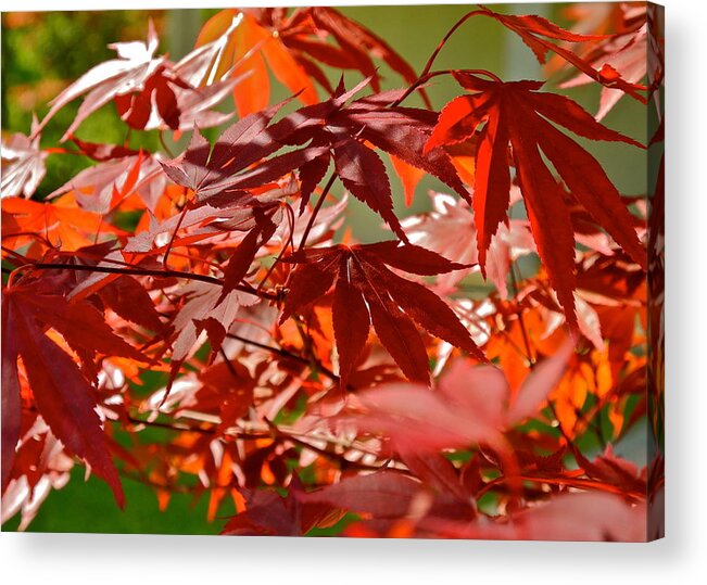 Japanese Red Leaf Maple Acrylic Print featuring the photograph Japanese Red Leaf Maple by Kirsten Giving