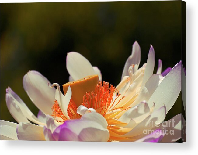 Lotus Acrylic Print featuring the photograph Japenese Jewel by Aimelle Ml