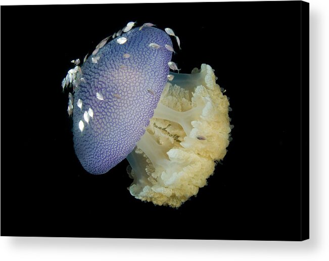 Animals In The Wild Acrylic Print featuring the photograph Jellyfish (cnidaria by Jaynes Gallery