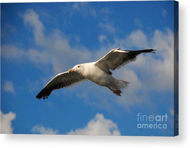 Seagull Sky Fly Soar Acrylic Print featuring the photograph Jonathan Livingston by Richard Gibb