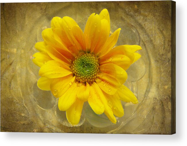 Yellow Flower Acrylic Print featuring the photograph Joy by Linda Segerson