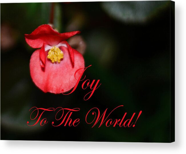 Joy To The World Acrylic Print featuring the photograph Joy to the World Begonia by Connie Fox