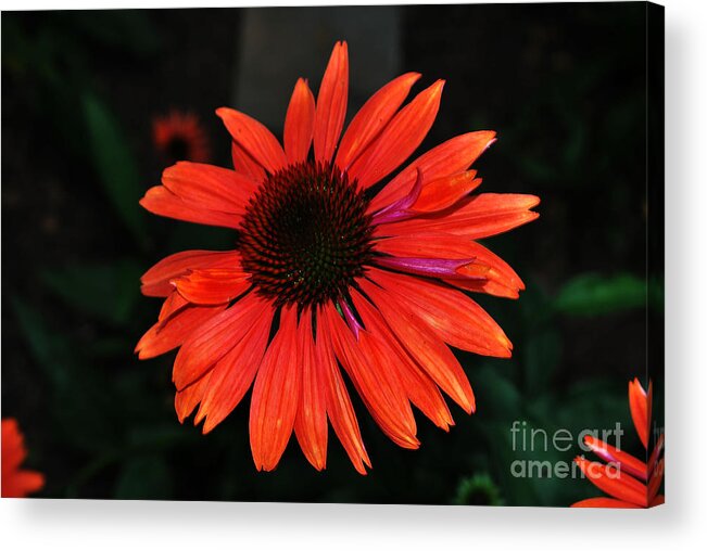 Flower Acrylic Print featuring the photograph Just As Pretty by Judy Wolinsky