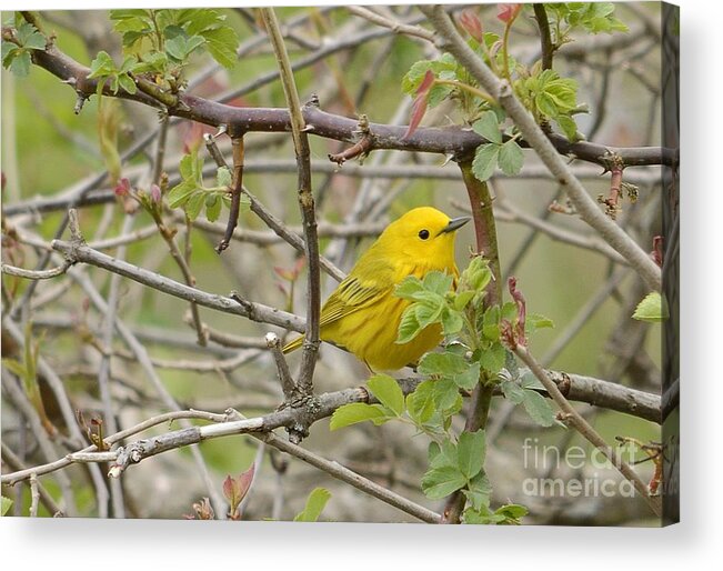 Birds Acrylic Print featuring the photograph Just Brightening Your Day by Randy Bodkins