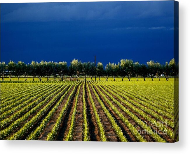 Nature Acrylic Print featuring the photograph Just Starting by Steven Reed