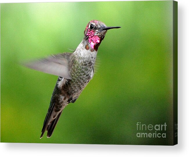 Male Hummingbird Acrylic Print featuring the photograph Juvenile Male Anna's In Flight #1 by Jay Milo