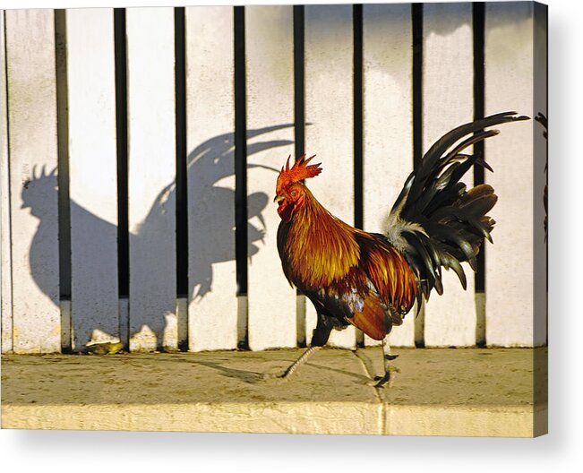 Florida Keys Acrylic Print featuring the photograph Key West Rooster by Dennis Cox
