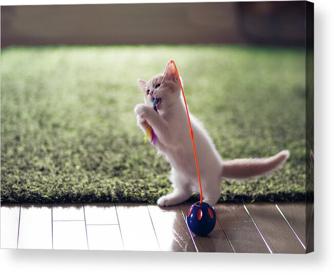 Pets Acrylic Print featuring the photograph Kitten Catches Feather Toy by Benjamin Torode