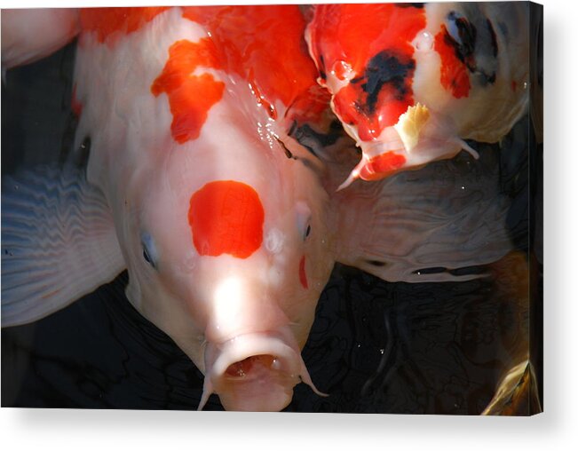 Koa Fish Acrylic Print featuring the photograph Koa's by Pamela Schreckengost