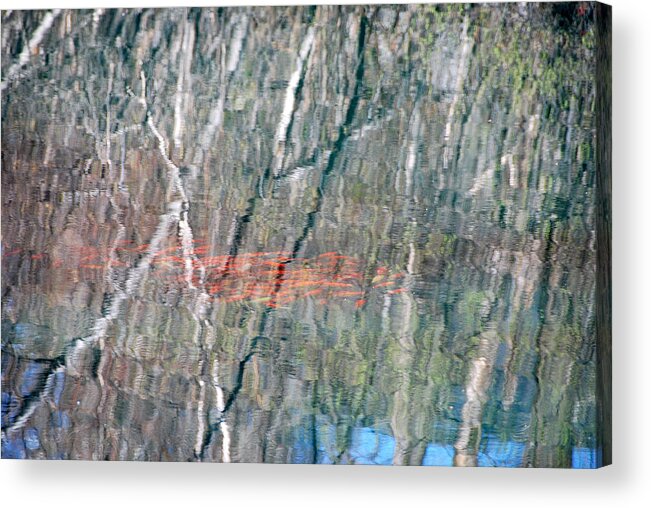 Ponds Acrylic Print featuring the photograph Koi Among the Birch by John Schneider