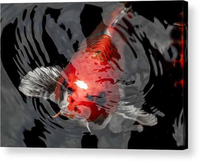 Koi Acrylic Print featuring the photograph Koi Making Waves by Jean Noren