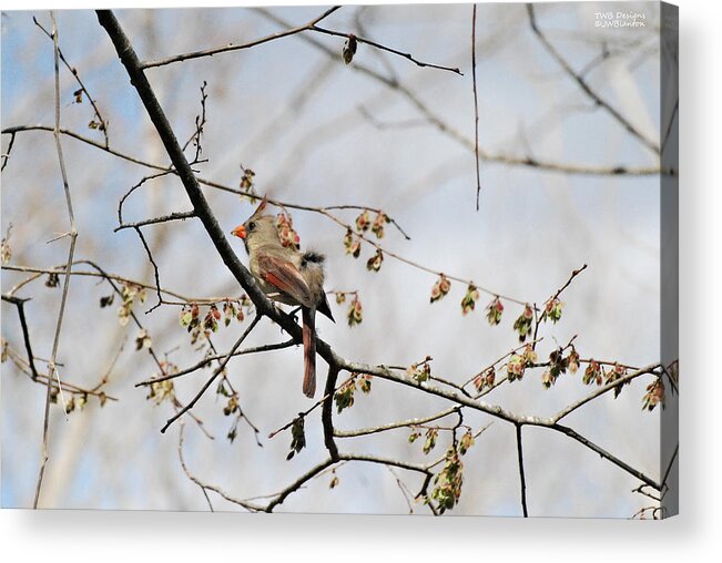 Wes Blanton Acrylic Print featuring the photograph Lady Cardinal by Teresa Blanton