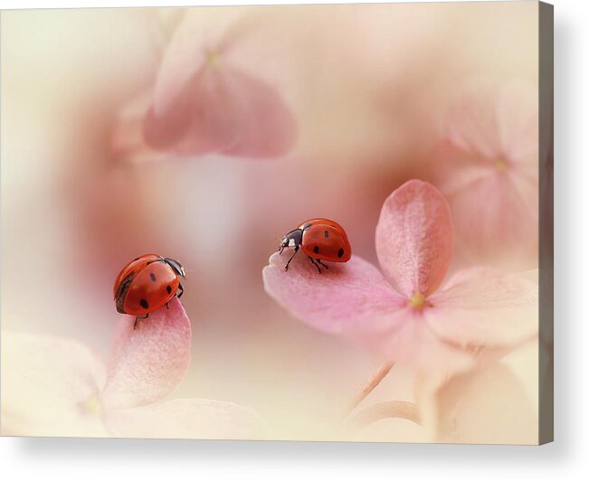 Ladybirds Acrylic Print featuring the photograph Ladybirds On Pink Hydrangea. by Ellen Van Deelen