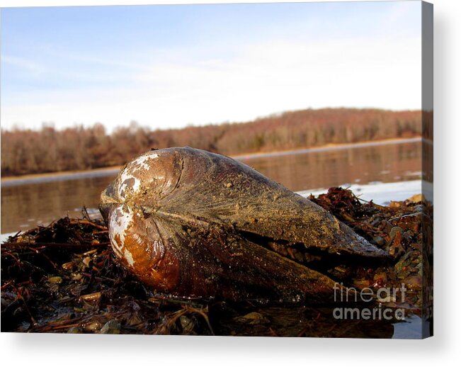 Freshwater Lake Clam Giant Freshwater Clam Lake Ceatures Freshwater Invertibrates Of North America Lake Life Acrylic Print featuring the photograph Lake Clam by Joshua Bales