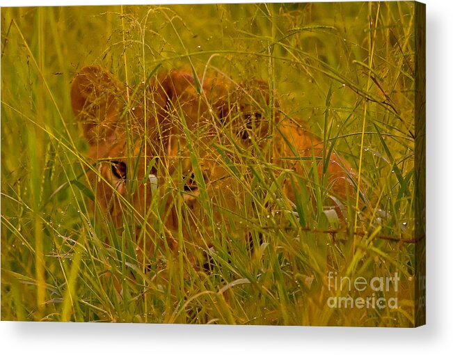 Lion Acrylic Print featuring the photograph Laying In The Grass by J L Woody Wooden