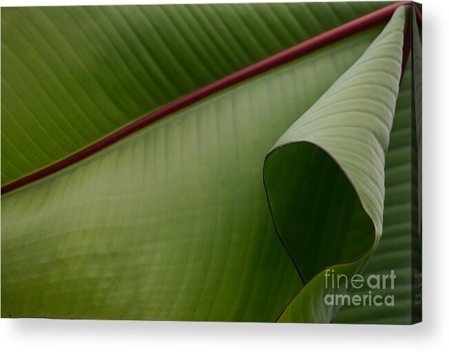 Leaf Acrylic Print featuring the photograph Leaf Abstract by Jane Ford