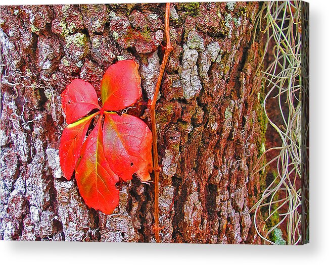 Leaf Acrylic Print featuring the photograph Leaf by Dart Humeston