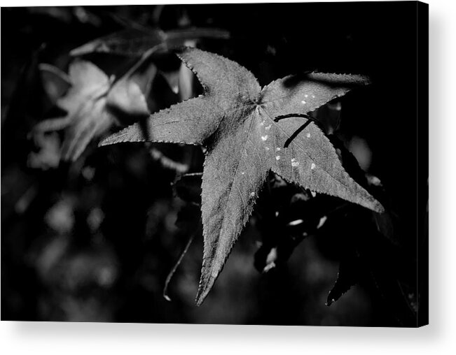 Leaf Acrylic Print featuring the photograph Leaf by George Taylor