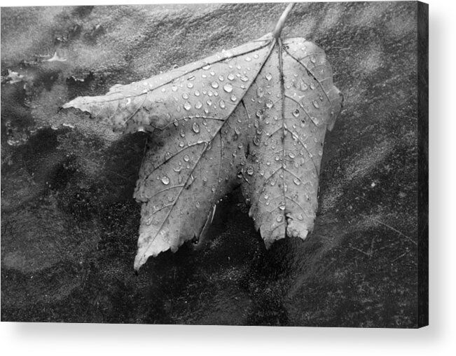 Nature Acrylic Print featuring the photograph Leaf on Glass by John Schneider