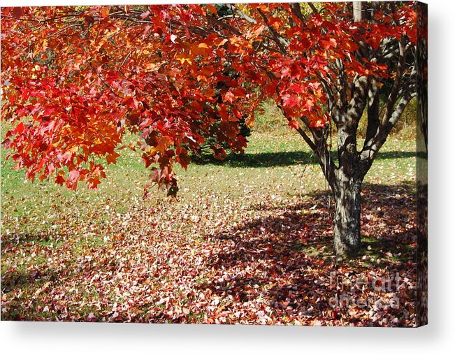Maple Tree Acrylic Print featuring the photograph Leaves Are Falling by Eunice Miller