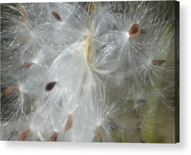Nature Acrylic Print featuring the digital art Life Cycles by Lena Wilhite