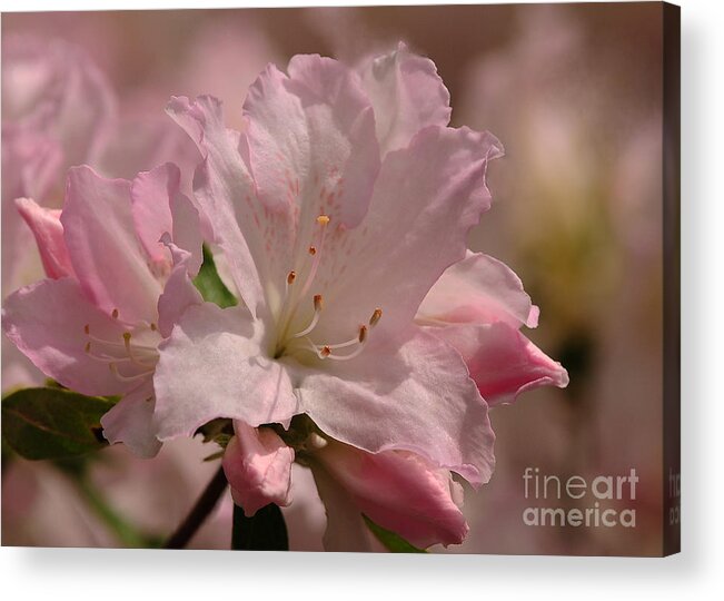Nature Acrylic Print featuring the photograph Light Pink Azaleas by Olivia Hardwicke
