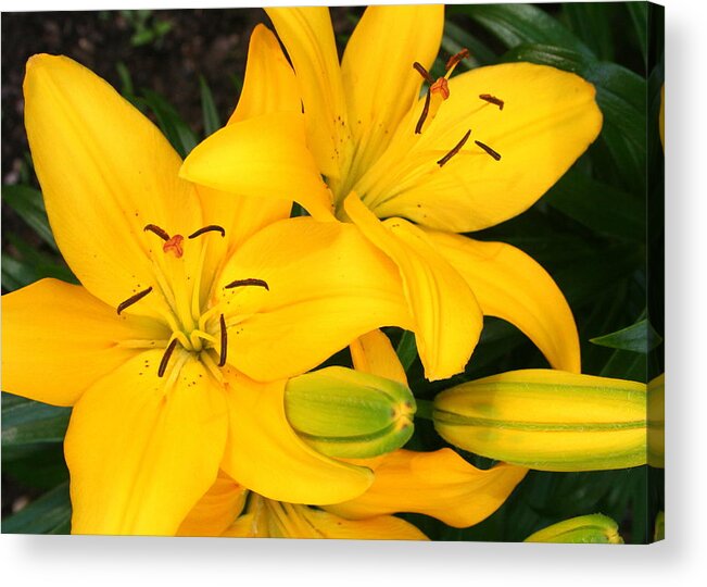 Flower Acrylic Print featuring the photograph Lillies in Yellow by Laurel Talabere