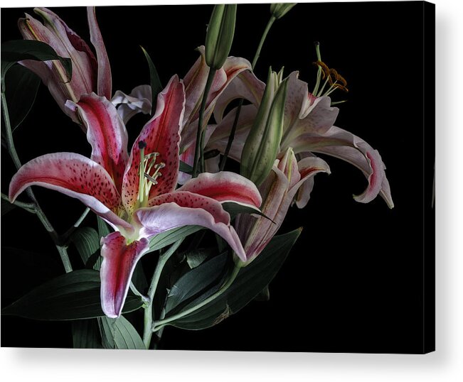 Lily Acrylic Print featuring the photograph Lily the Pink by Wayne Sherriff