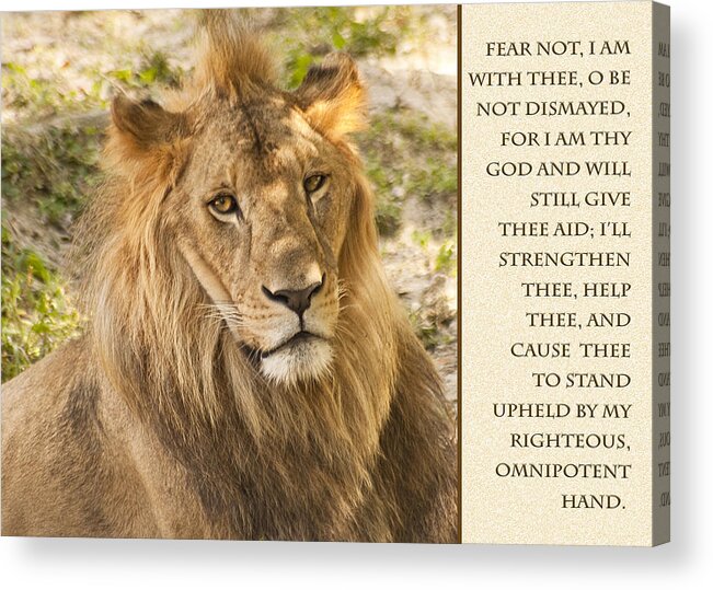 Lion Acrylic Print featuring the photograph Lion Encouragement by Carolyn Marshall