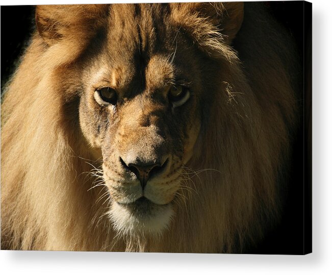 Royalty Acrylic Print featuring the photograph Lion Looking at Camera, Close-up Head and Shoulder Animal Portrait by YinYang