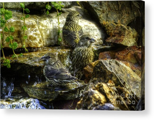 Birds Acrylic Print featuring the photograph Little Birds by Loni Collins