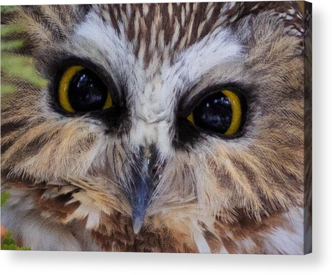 Owl Acrylic Print featuring the photograph Little Owls by Everet Regal